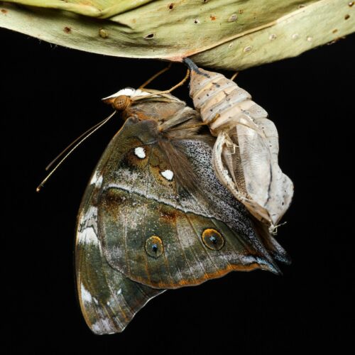 butterfly and cocoon