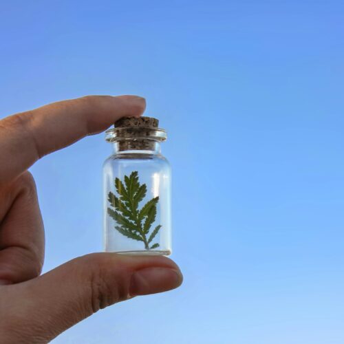 Saving nature concept. Hand holding a plant in a protective flask. Earth day concept.