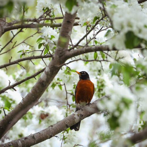 Robin bird perched on a branch of a beautiful white flowering crabapple tree in springtime.