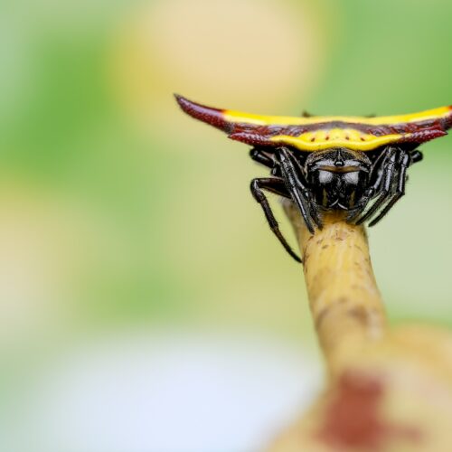 Spiny orb weaver with yellow color on the back stay on branch of leaf